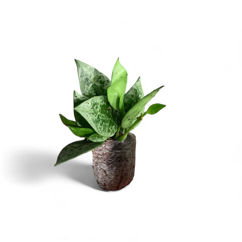 Hoya lacunosa 'Leopard Skin' potted plant in nursery pot on white background.