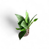 Hoya lacunosa 'Leopard Skin' potted plant in nursery pot on white background.