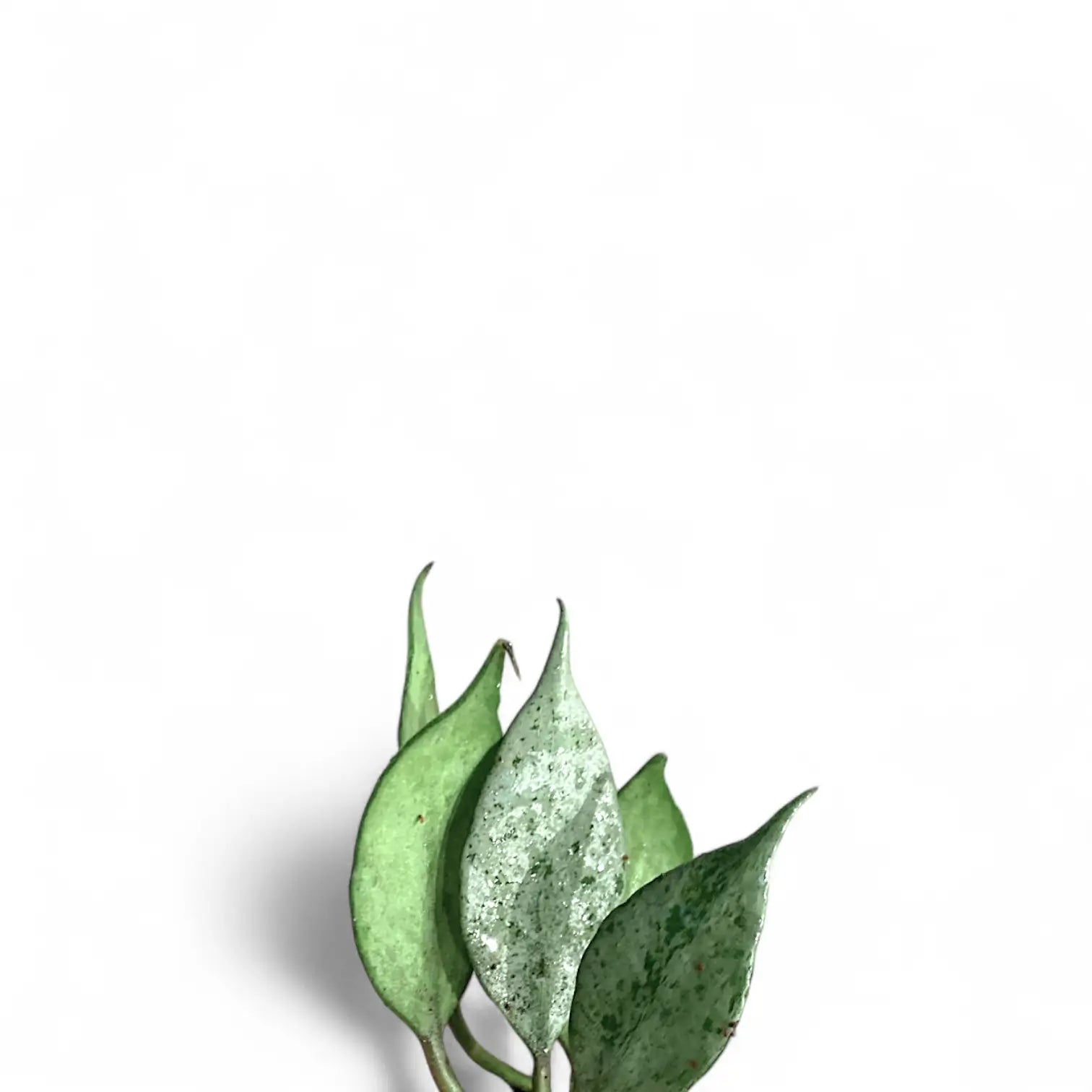 Hoya lacunosa 'Mint' leaf detail on white background.