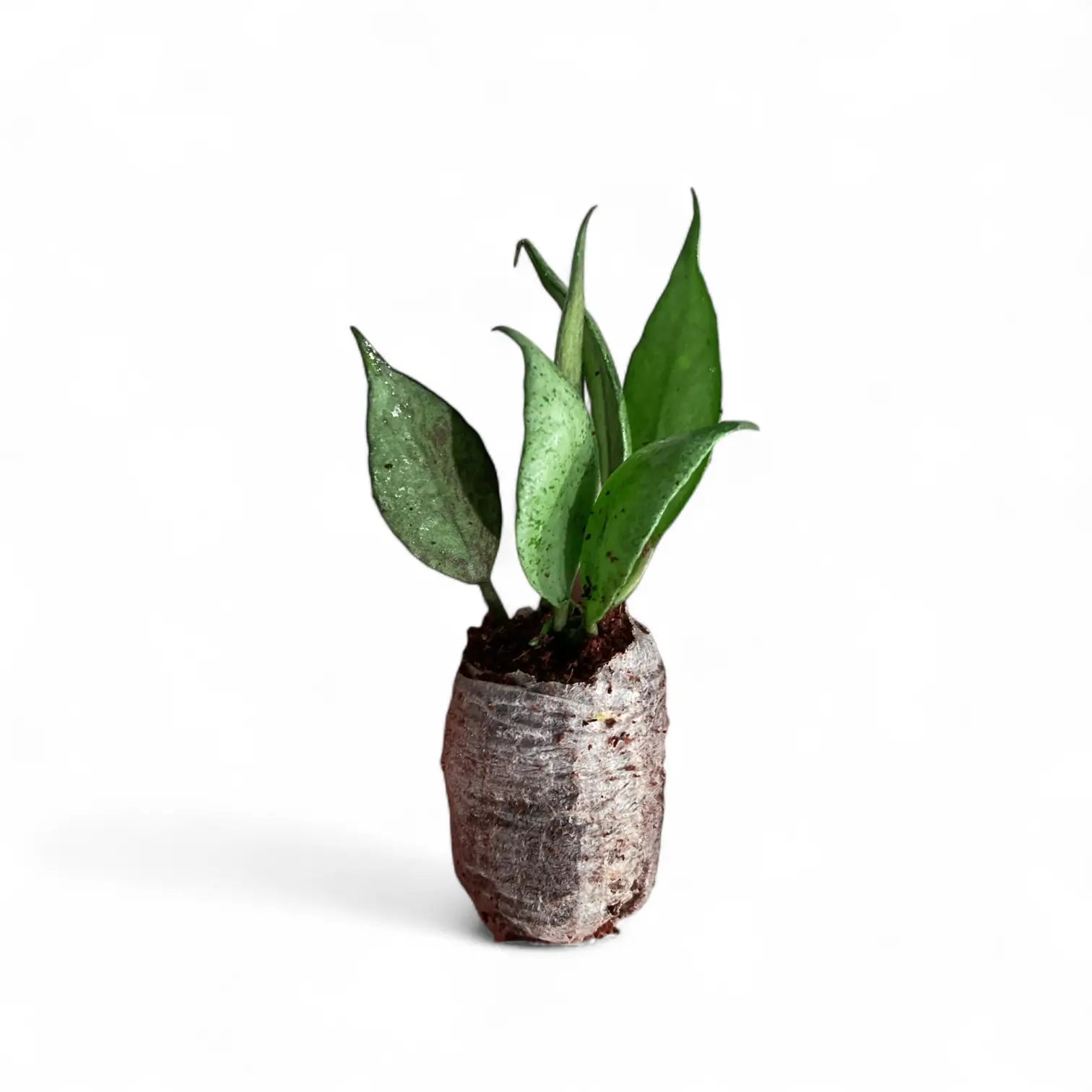 Hoya lacunosa 'Mint' potted plant in nursery pot on white background.