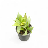 Hoya lacunosa 'Mint' potted plant in nursery pot on white background.