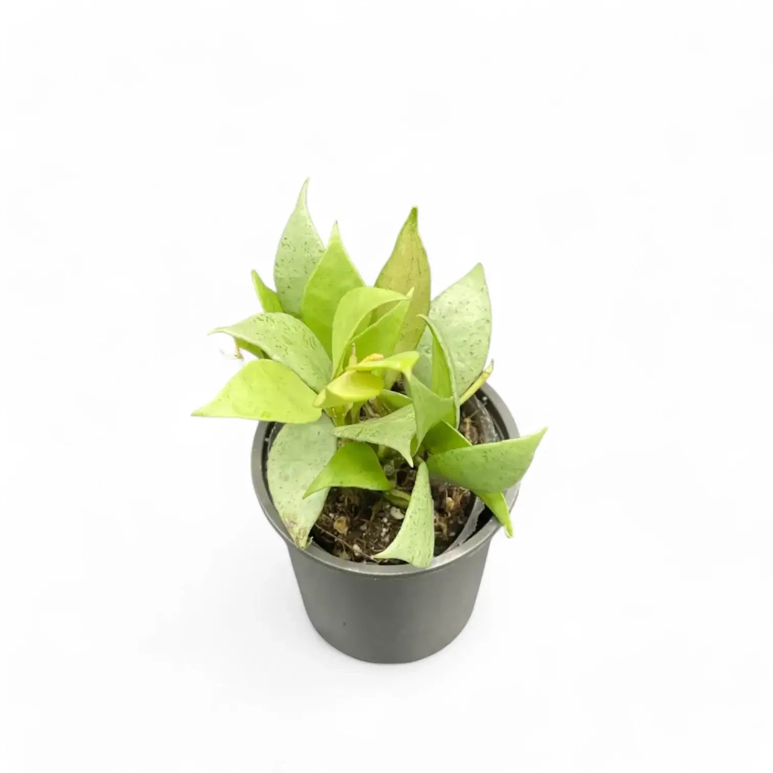 Hoya lacunosa 'Mint' potted plant in nursery pot on white background.