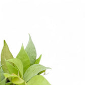 Hoya lacunosa 'Mint' potted plant in nursery pot on white background.