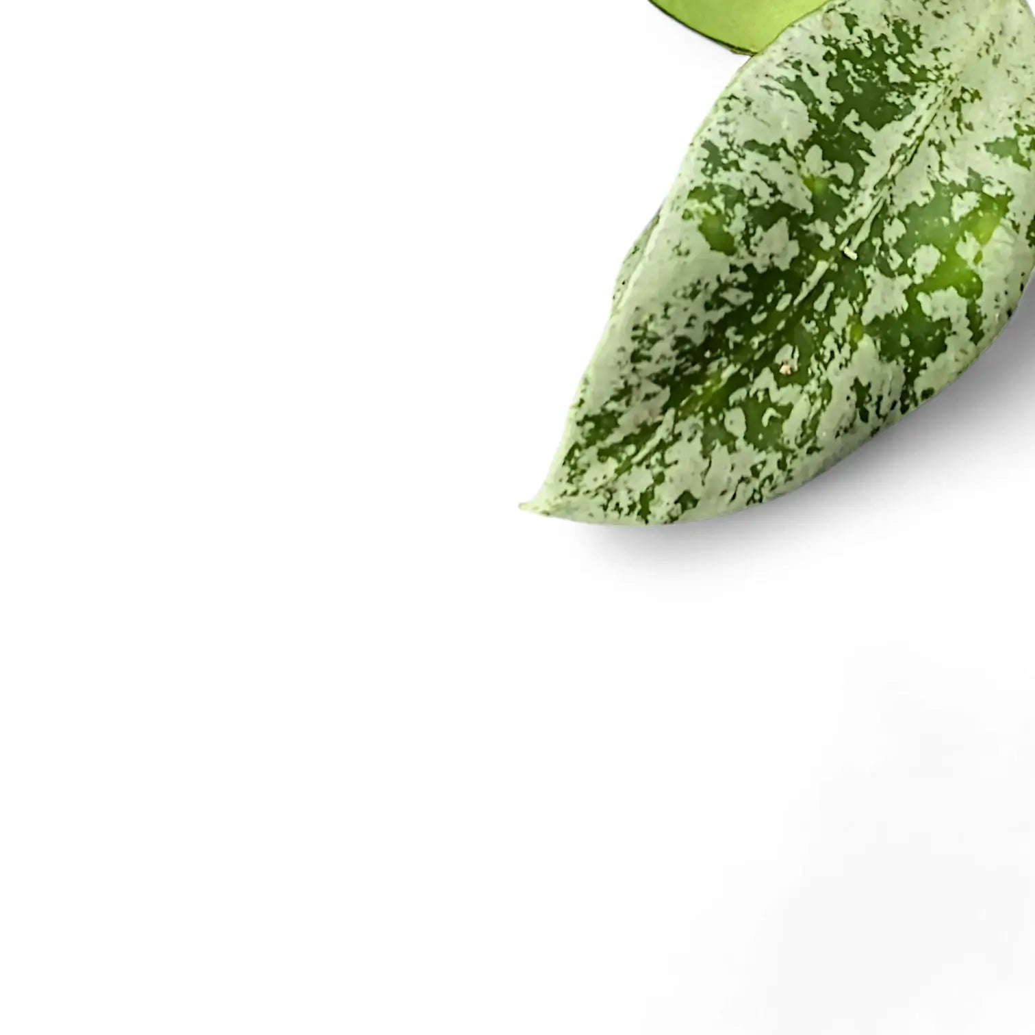 Hoya lacunosa 'Splash' leaf detail on white background.