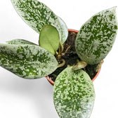 Hoya lacunosa 'Splash' potted plant in nursery pot on white background.