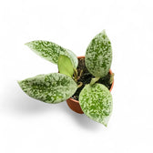 Hoya lacunosa 'Splash' potted plant in nursery pot on white background.