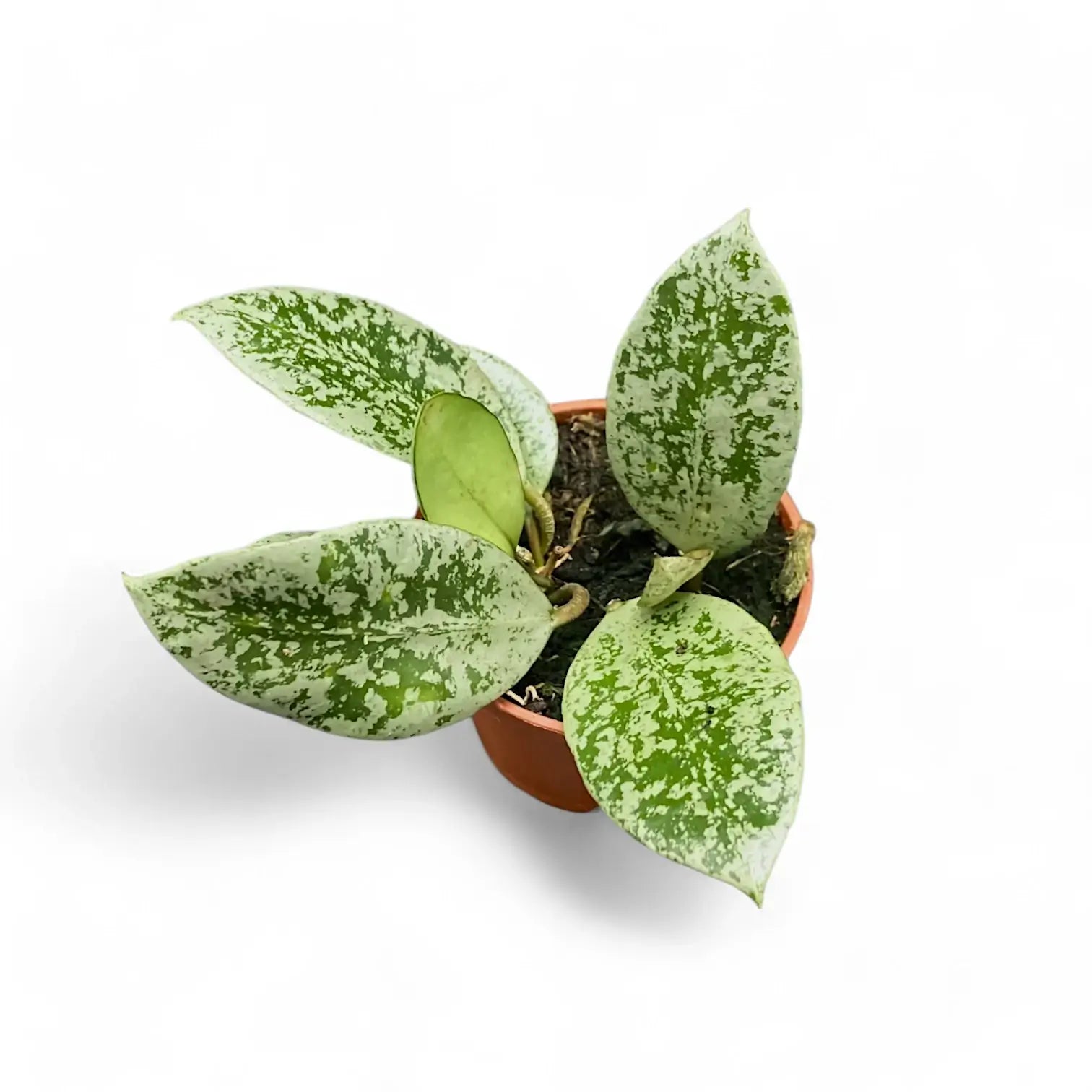 Hoya lacunosa 'Splash' potted plant in nursery pot on white background.