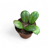 Hoya 'Larisa' potted plant in nursery pot on white background.