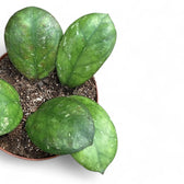 Hoya 'Larisa' potted plant in nursery pot on white background.