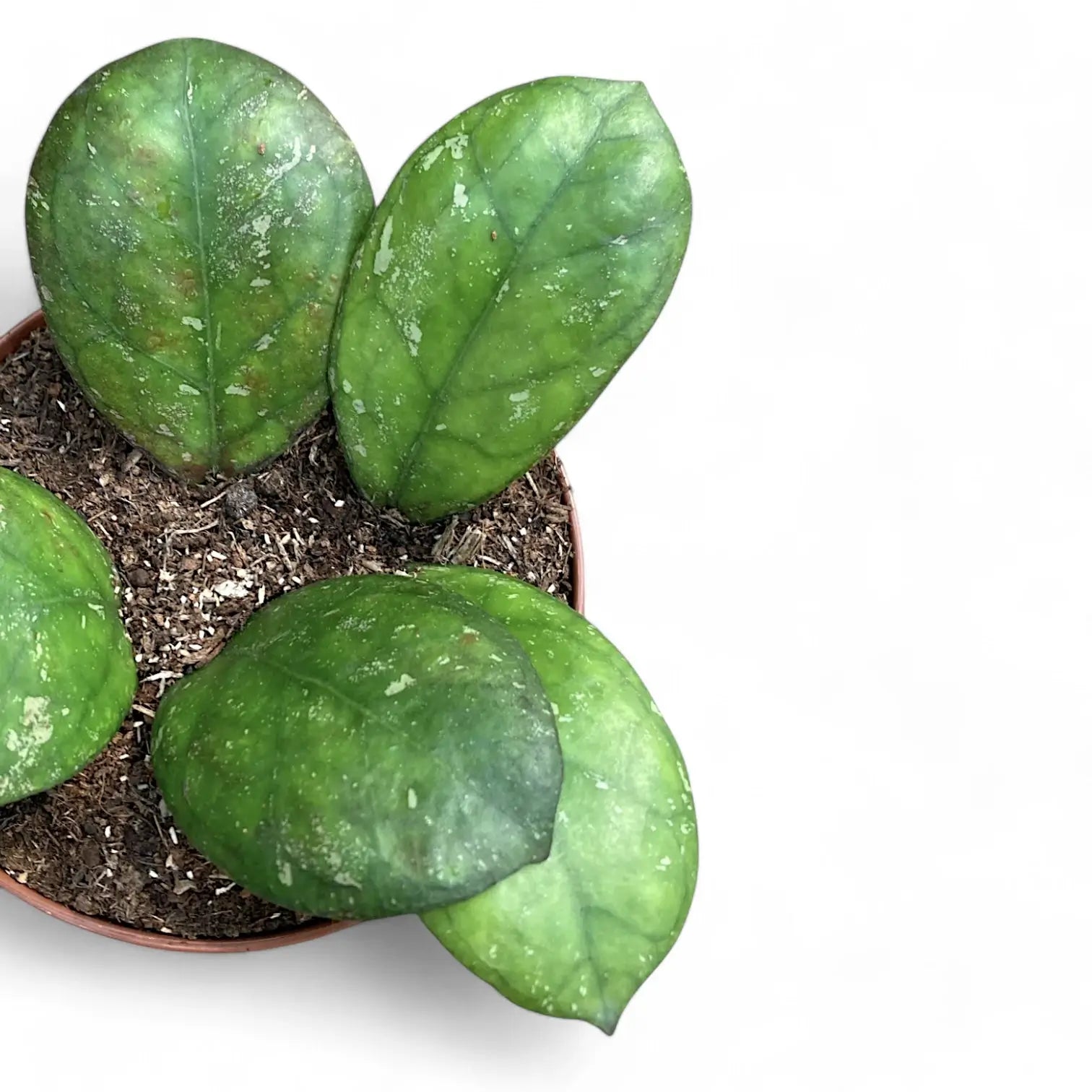 Hoya 'Larisa' potted plant in nursery pot on white background.
