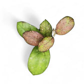 Hoya 'Larisa' potted plant in nursery pot on white background.