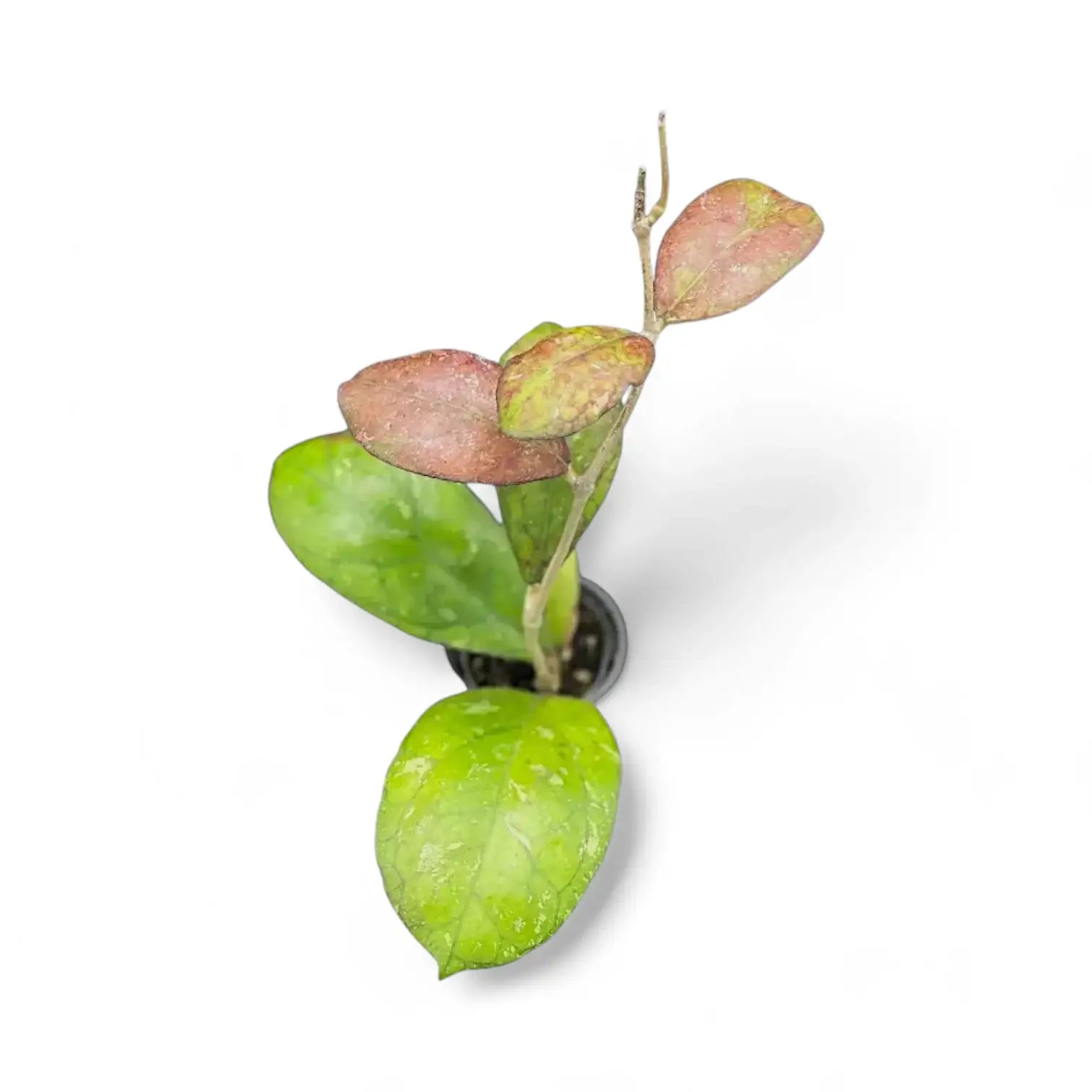 Hoya 'Larisa' potted plant in nursery pot on white background.