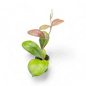 Hoya 'Larisa' potted plant in nursery pot on white background.