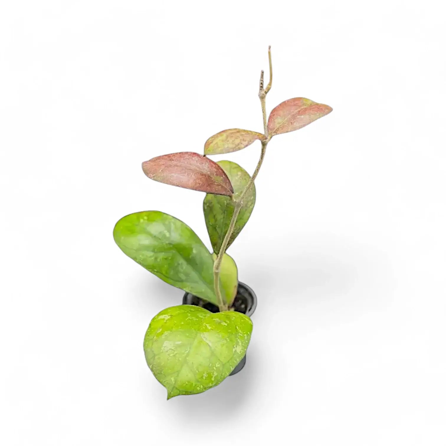 Hoya 'Larisa' potted plant in nursery pot on white background.