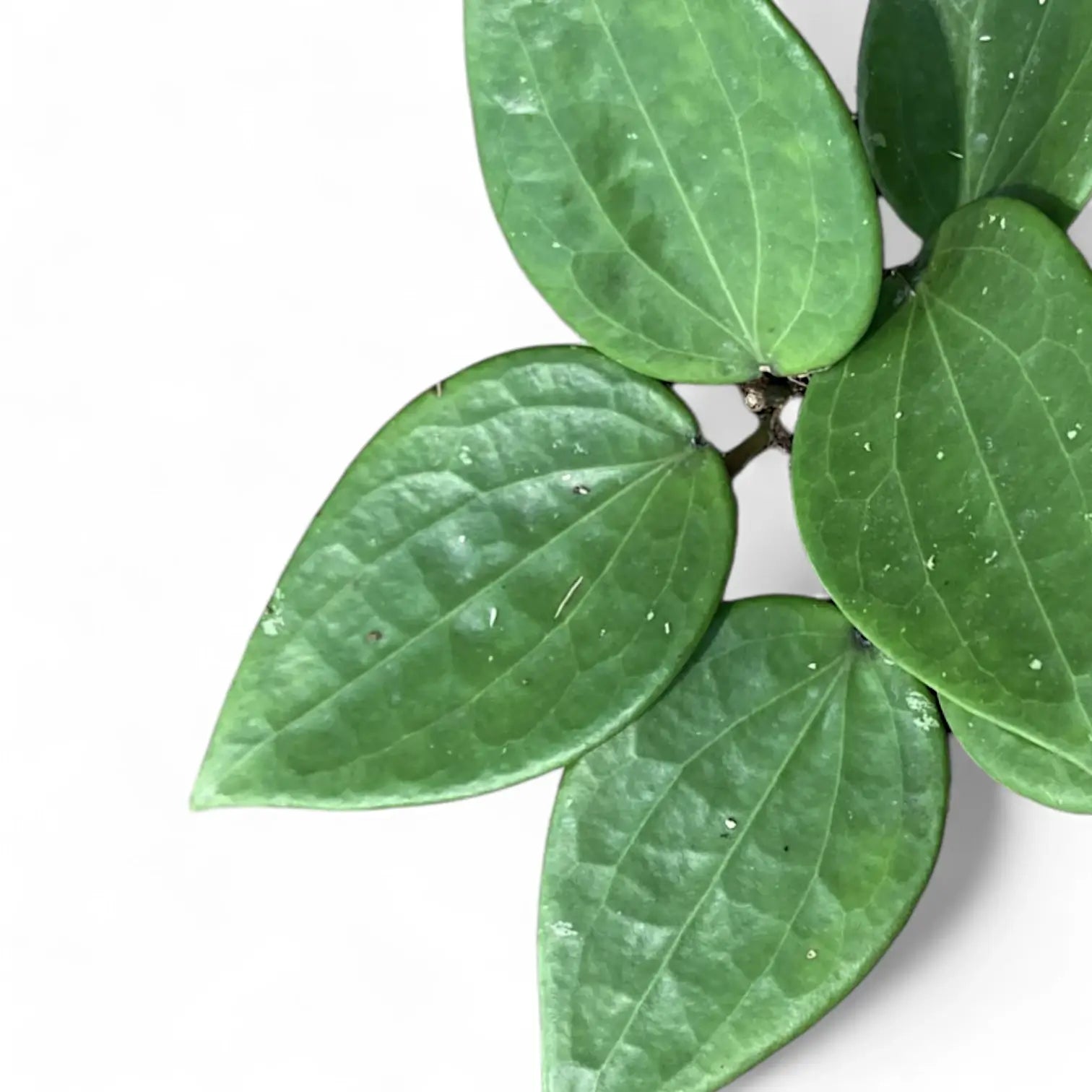Hoya latifolia leaf detail on white background.