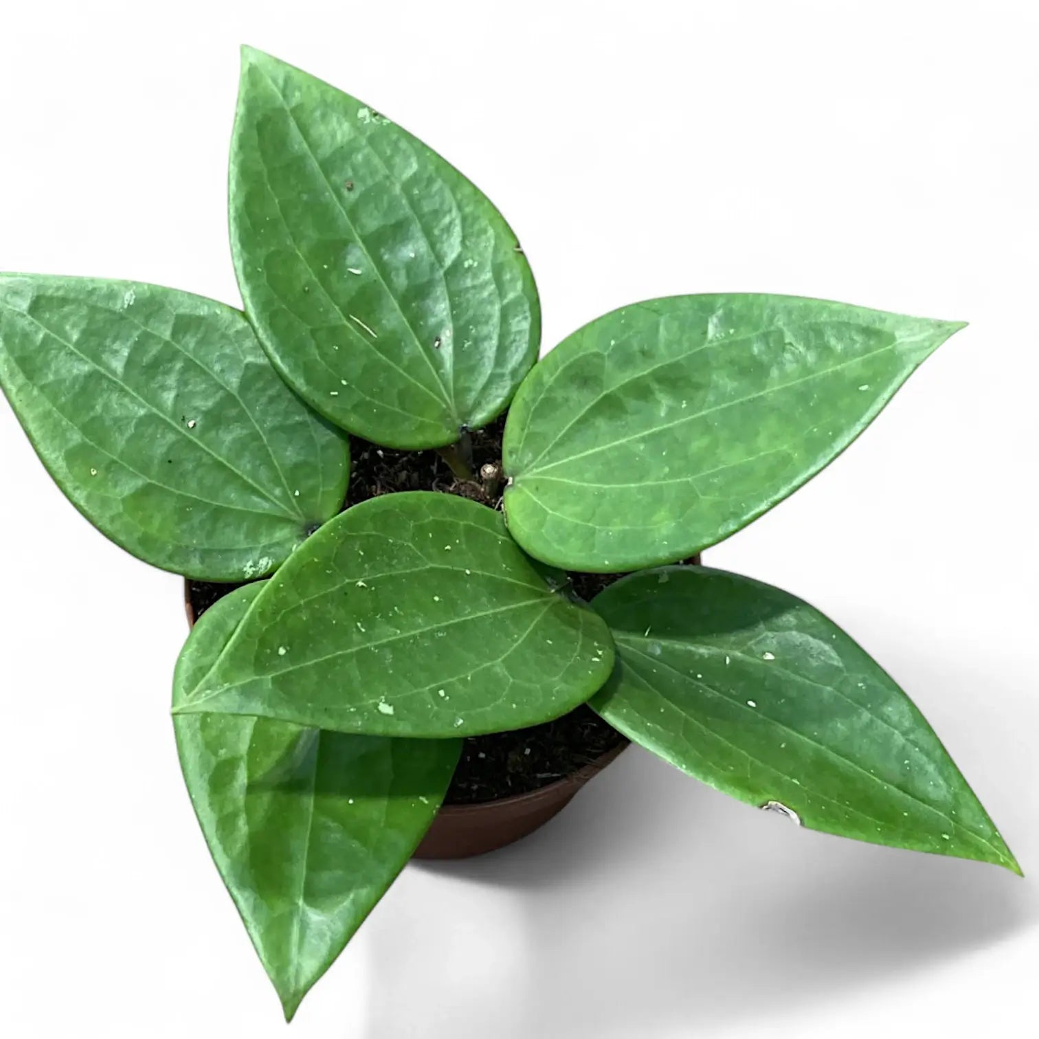 Hoya latifolia potted plant in nursery pot on white background.