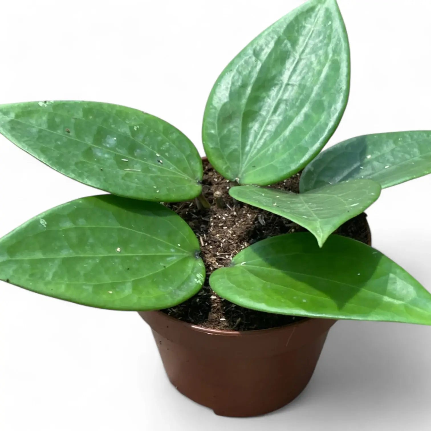 Hoya latifolia potted plant in nursery pot on white background.