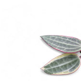 Nahaufnahme eines Blatts von Hoya latifolia 'Albomarginata' vor weißem Hintergrund.
