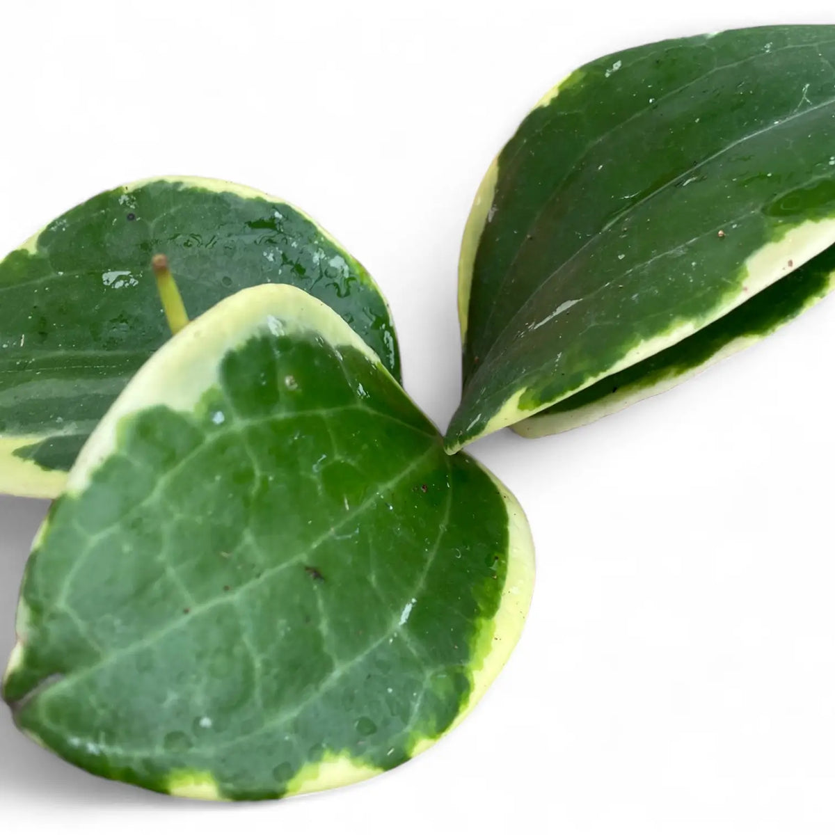 Hoya latifolia 'Albomarginata Round Leaf' | Foliage Factory