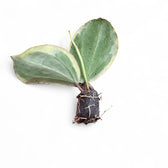 Hoya latifolia 'Albomarginata Round Leaf' Zimmerpflanze im Anzuchttopf vor weißem Hintergrund, Produktfoto 3.