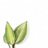 Hoya latifolia 'Blumentopf of Gold' – Blattdetail vor weißem Hintergrund..