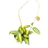 Hoya latifolia 'Blumentopf of Gold' Zimmerpflanze im Anzuchttopf vor weißem Hintergrund, Produktfoto 10.