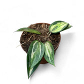 Hoya latifolia 'Blumentopf of Gold' Zimmerpflanze im Anzuchttopf vor weißem Hintergrund, Produktfoto 12.