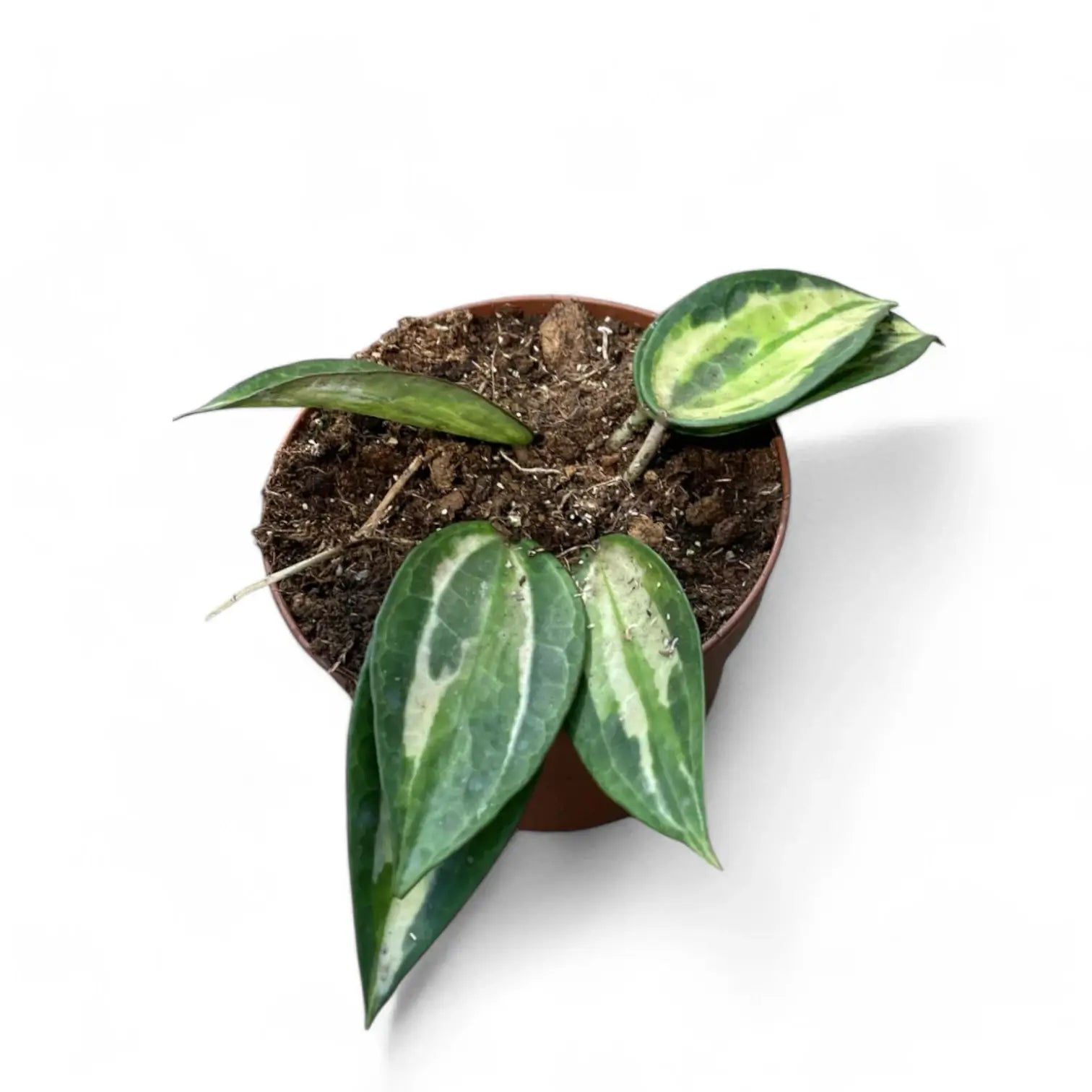 Hoya latifolia 'Pot of Gold' – Bold Central Variegation
