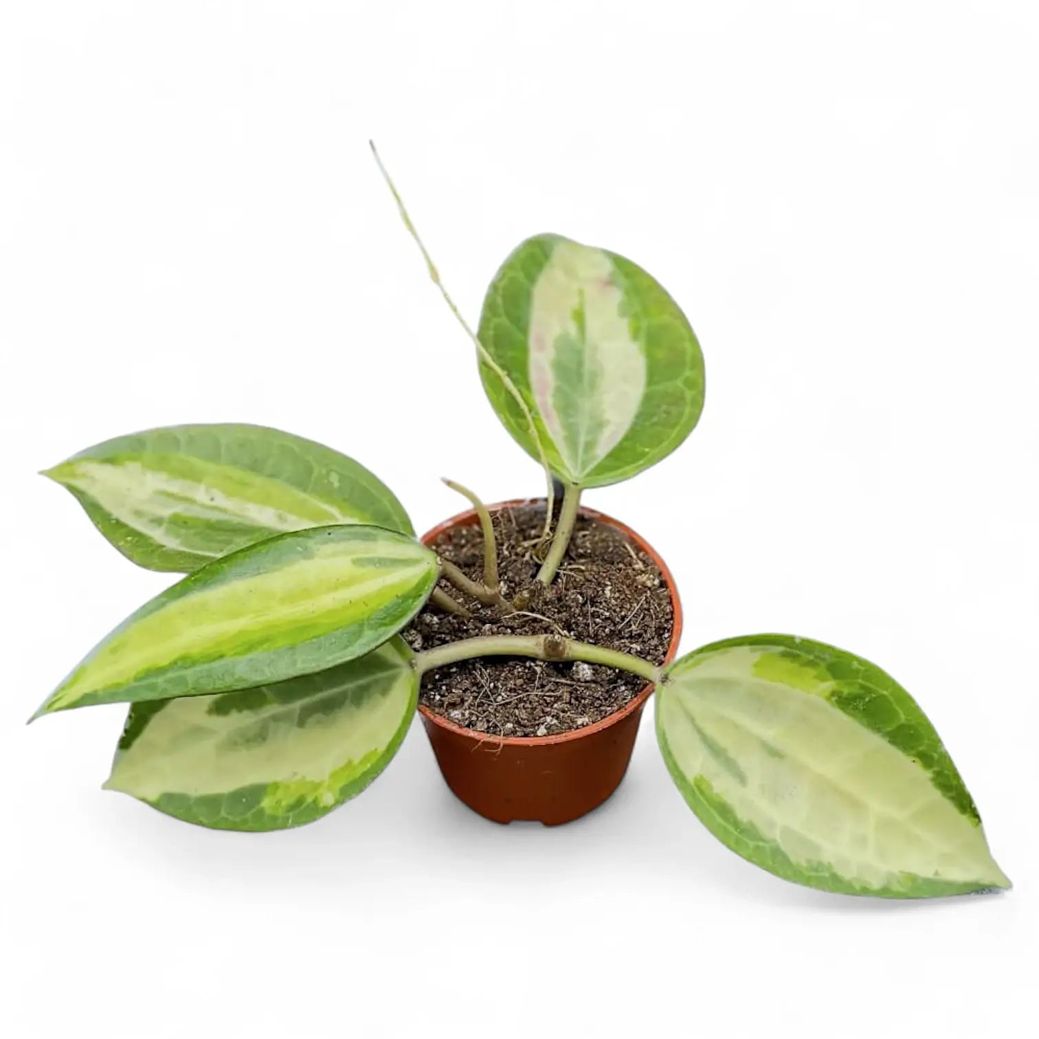 Hoya latifolia 'Pot of Gold' – Bold Central Variegation