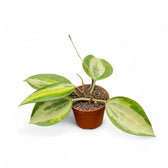 Hoya latifolia 'Blumentopf of Gold' Zimmerpflanze im Anzuchttopf vor weißem Hintergrund, Produktfoto 7.