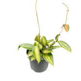 Hoya latifolia 'Blumentopf of Gold' Zimmerpflanze im Anzuchttopf vor weißem Hintergrund, Produktfoto 9.