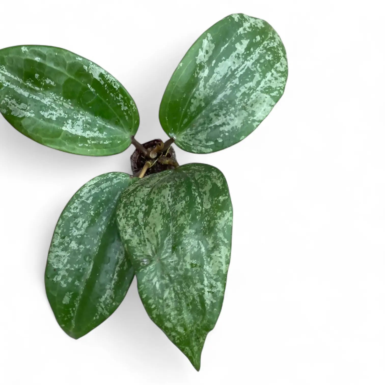 Hoya latifolia 'Silver' – Broad Silver-Marbled Hoya