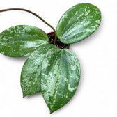 Hoya latifolia sp. Indonesia 'Silver Splash' potted plant in nursery pot on white background.