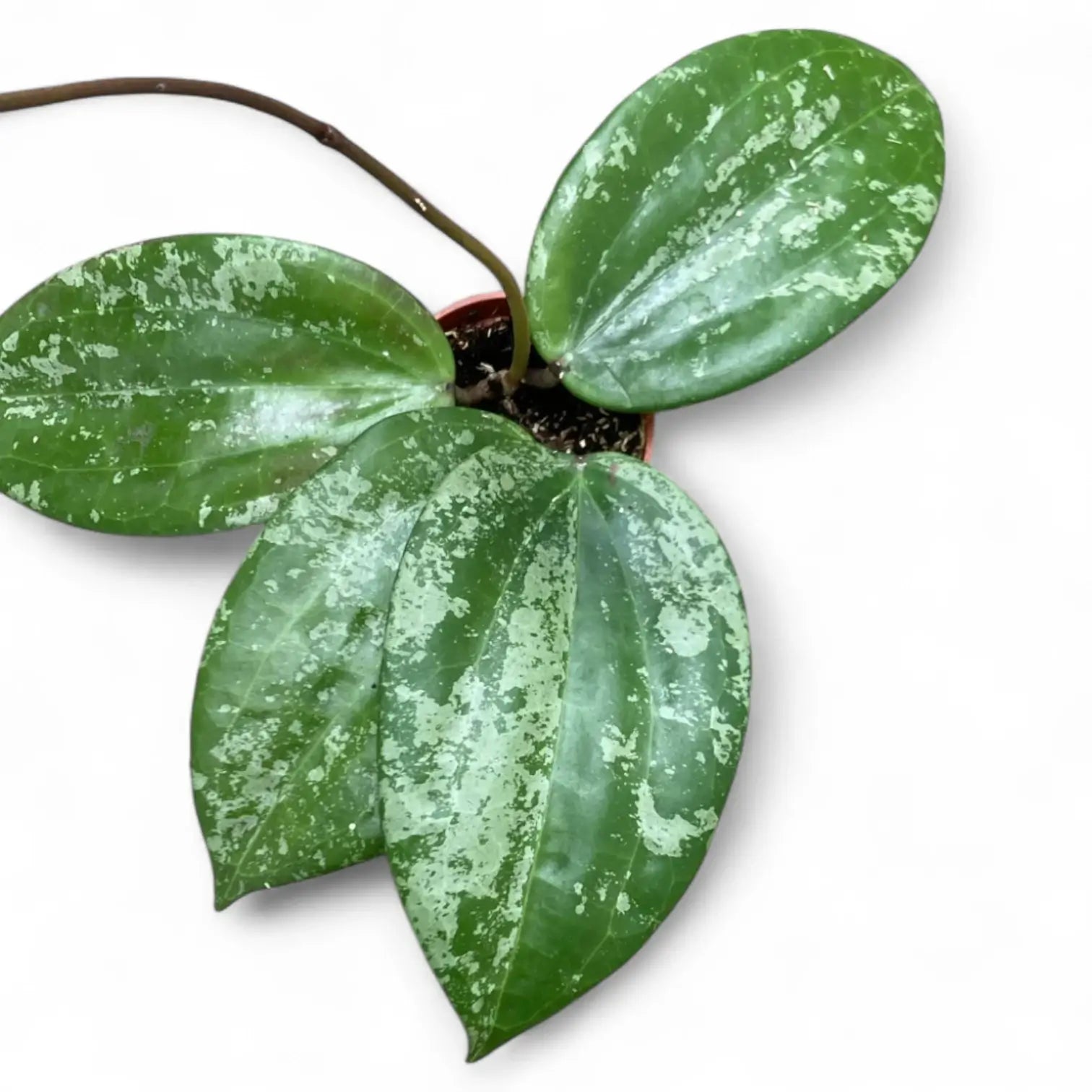 Hoya latifolia sp. Indonesia 'Silver Splash' potted plant in nursery pot on white background.