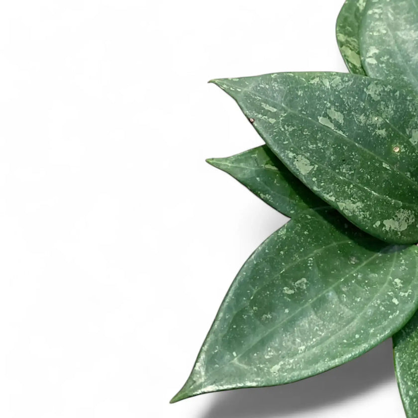 Hoya latifolia 'Splash' – Blattdetail vor weißem Hintergrund..