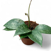 Hoya latifolia 'Splash' potted plant in nursery pot on white background.