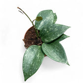 Hoya latifolia 'Splash' potted plant in nursery pot on white background.