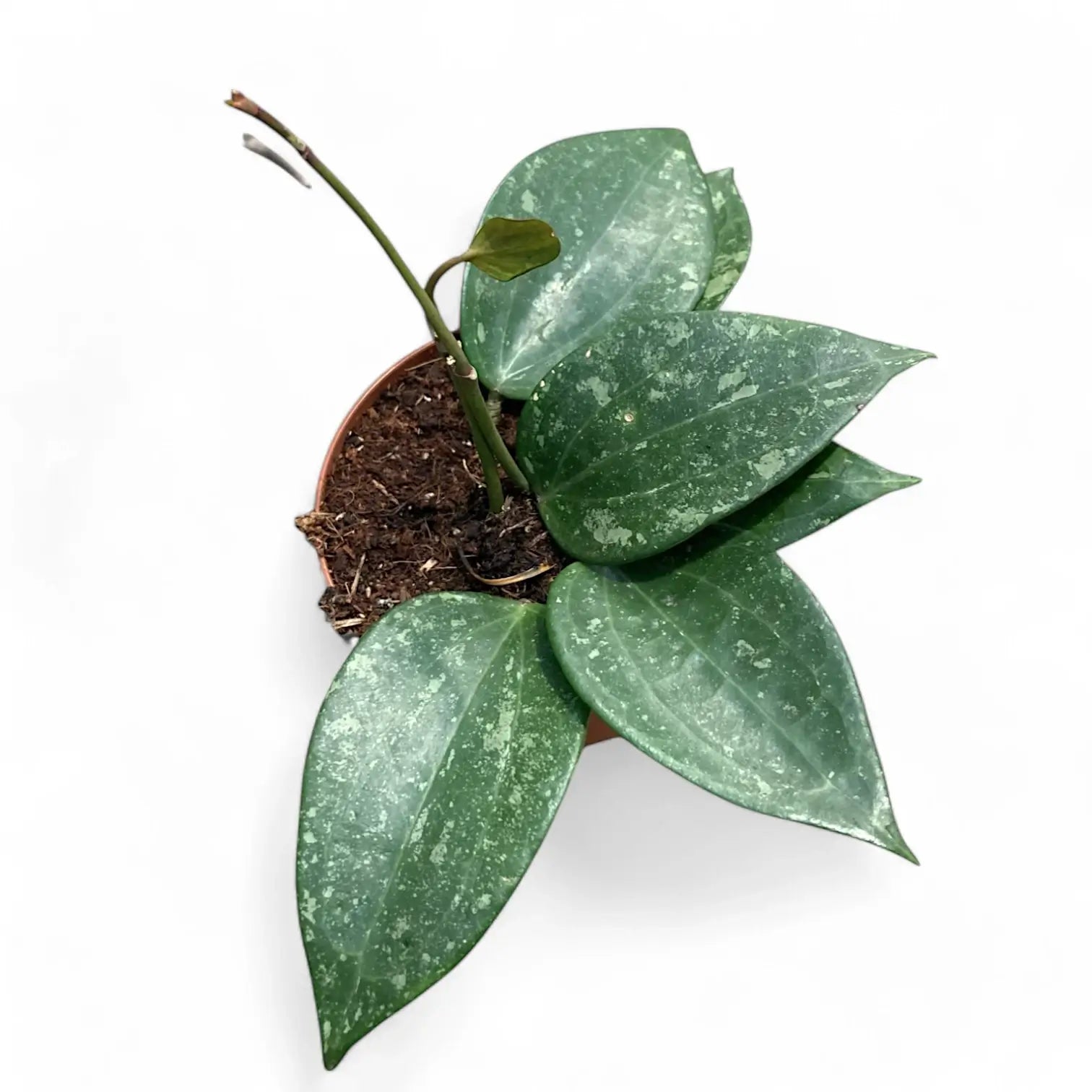 Hoya latifolia 'Splash' potted plant in nursery pot on white background.