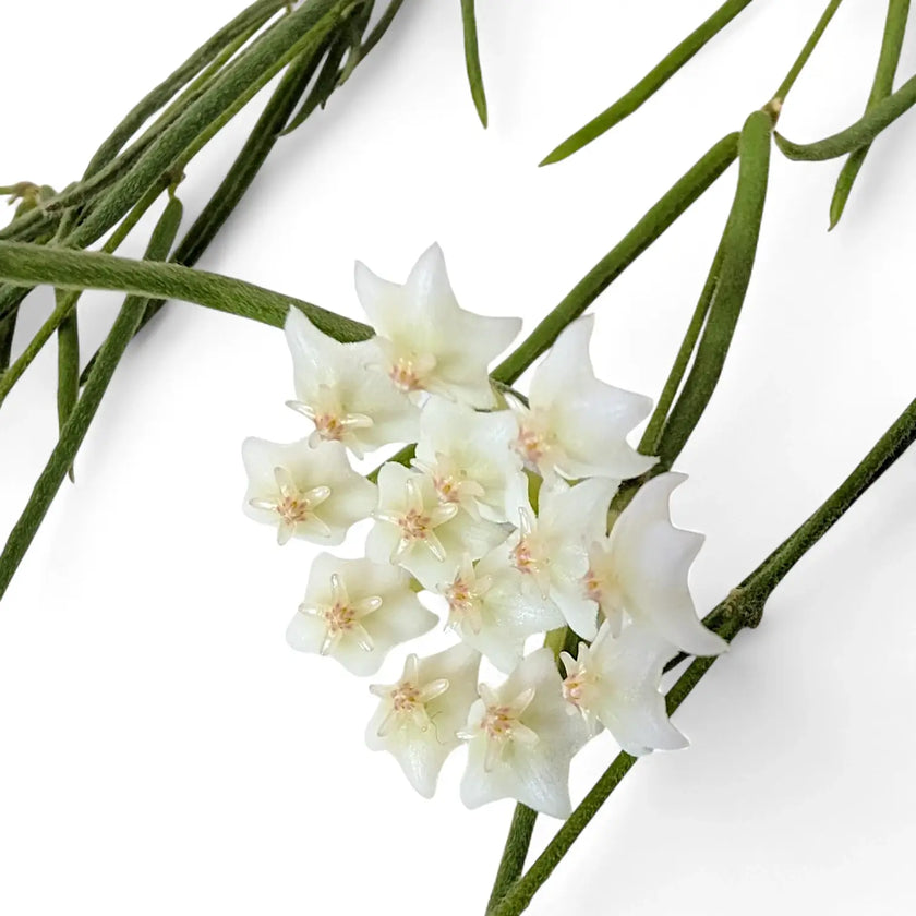 Nahaufnahme eines Blatts von Hoya linearis vor weißem Hintergrund.