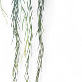 Hoya linearis – Topfpflanze im Kulturtopf vor weißem Hintergrund, Produktfoto 2.