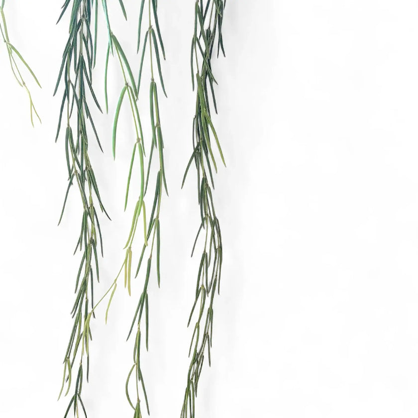 Hoya linearis potted plant in nursery pot on white background.