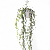 Hoya linearis – Topfpflanze im Kulturtopf vor weißem Hintergrund, Produktfoto 3.
