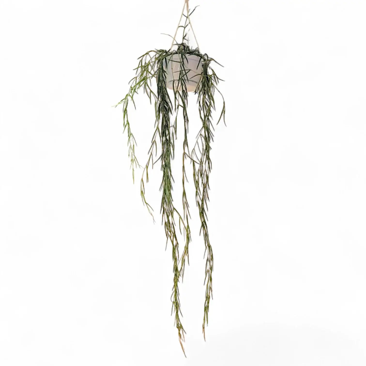 Hoya linearis – Topfpflanze im Kulturtopf vor weißem Hintergrund, Produktfoto 5.