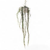 Hoya linearis – Topfpflanze im Kulturtopf vor weißem Hintergrund, Produktfoto 5.