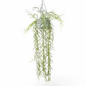 Hoya linearis – Topfpflanze im Kulturtopf vor weißem Hintergrund, Produktfoto 6.