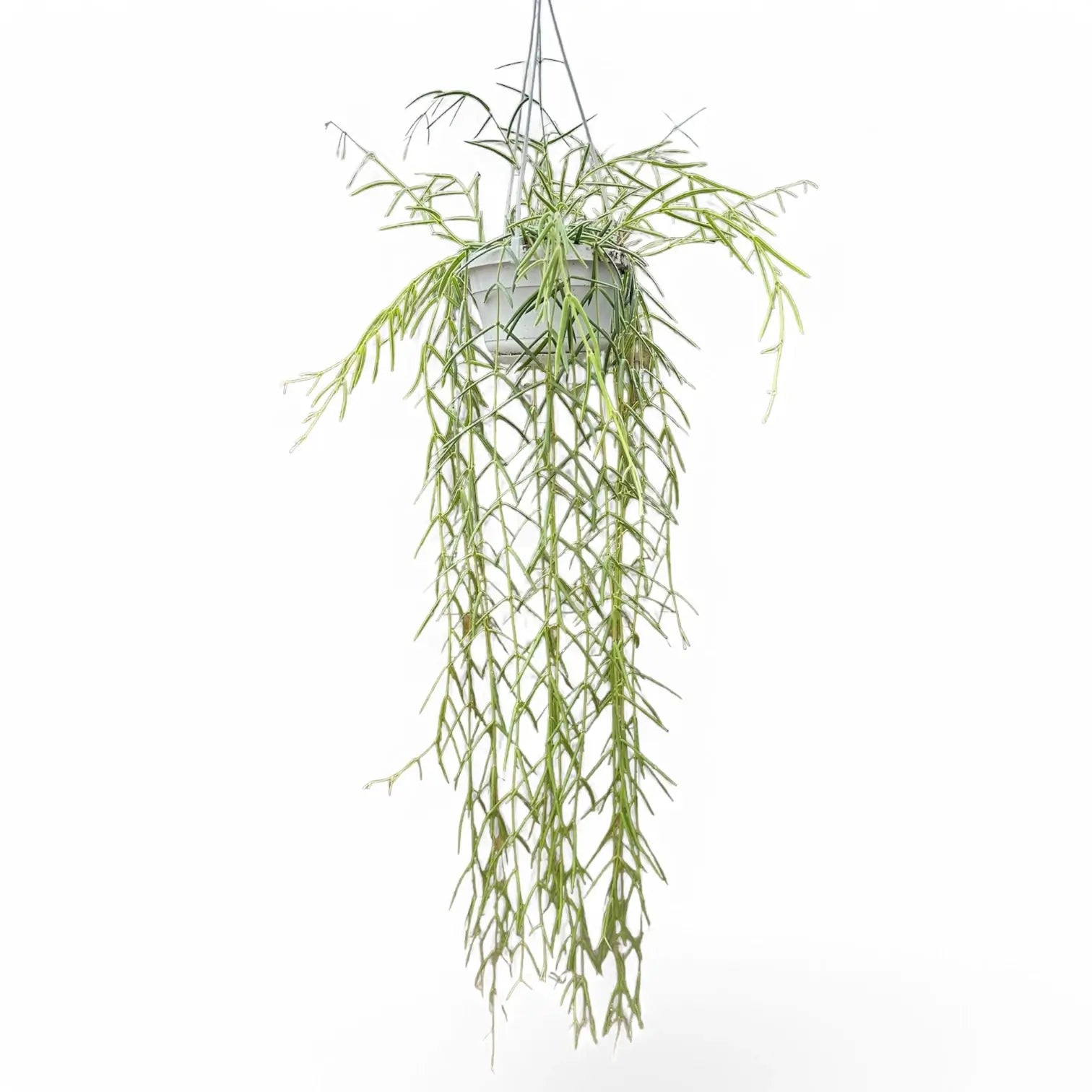 Hoya linearis – Topfpflanze im Kulturtopf vor weißem Hintergrund, Produktfoto 6.