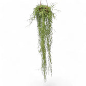 Hoya linearis – Topfpflanze im Kulturtopf vor weißem Hintergrund, Produktfoto 8.