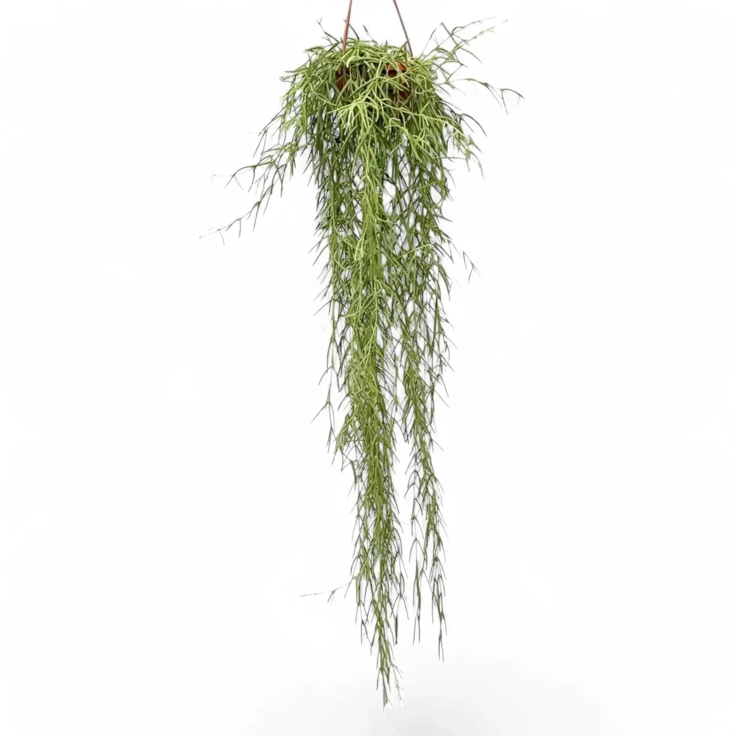 Hoya linearis – Topfpflanze im Kulturtopf vor weißem Hintergrund, Produktfoto 8.