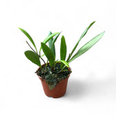 Hoya loheri potted plant in nursery pot on white background.