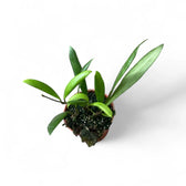 Hoya loheri potted plant in nursery pot on white background.